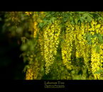 درخت پروانه